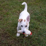 Foto van Esther, Rosco en Teun