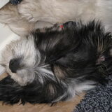 Foto van Janet