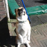 Foto van Evelien & Midas