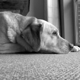 Max aan het dromen*