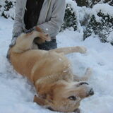zot doen en rollen in de sneeuw!