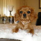 dit is bibi van cavino de jongste spruit van 6mnd inmiddels.bibi is…