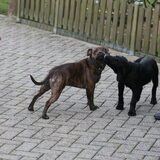 Donja krijgt een kusje van een labrador puppy
