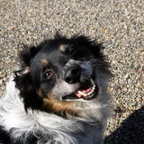 lieve Andor
