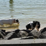 samen met andor