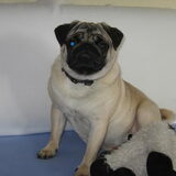 Foto van Carol, Odie, Aigo en Epke (Cobus RIP 27-6)