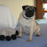 Foto van Carol, Odie, Aigo en Epke (Cobus RIP 27-6)