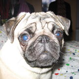 Foto van Carol, Odie, Aigo en Epke (Cobus RIP 27-6)