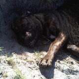 Bullit in zijn kuil