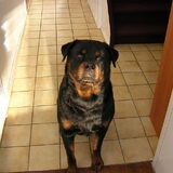Onyx de Rottweiler van mijn schoonouders. Helaas november 2010…