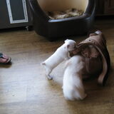 Foto van ~Saartje & de chihuahua roedel ~