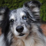 Foto van Criz & de Shelties