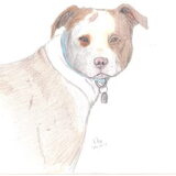 Pitbull Terrier in kleurpotlood