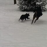 Saampjes in de sneeuw...