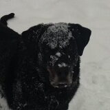 Mooiste Brady in de sneeuw..! Hij is een kruising Rottweiler / Golden…
