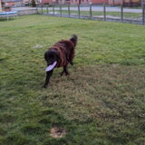 frisbee !!!! en denk niet dat ik hem los laat !!!