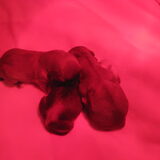 Puppy's