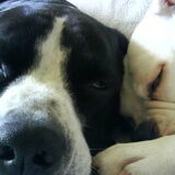 Foto van Melissa---Rocco&Lady