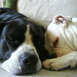 Foto van Melissa---Rocco&Lady