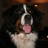 tess