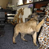 Foto van Janet & Boxers