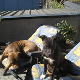 Foto van Amanda *Diablo & Lana