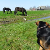 Foto van cato