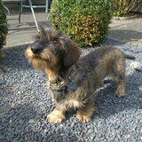 Foto van Pepijn & Otis