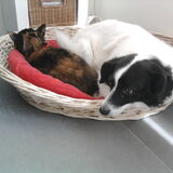 Puma en Jessy samen in het mandje liggen :-)