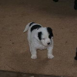 Dit is ze dan onze Yinti 5 wk oud