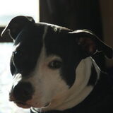 lieff