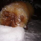 Zoeri speelt verstoppertje in de sneeuw =D haha alleen zen oortjes zie…