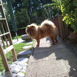 zoeri in de tuin