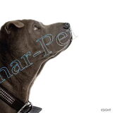Prachtige BLAUWE SHARPEI reu met Stamboom!
