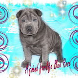 A FRIEND FOR LIFE BLUE ROSE IS ÉÉN MOOIE DOCHTER VAN DUTCH LAGOON'S…
