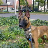 Foto van bo