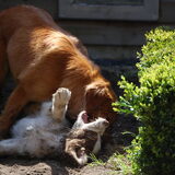 Lekker stoeien in de tuin