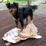 Foto van Petra,  *Lily Jane*   & Jip