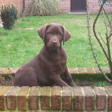 Argo in de plantenbak