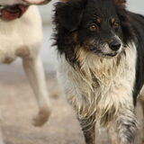 Andor, met lady op de achtergrond