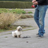 Luisteren naar baasje...