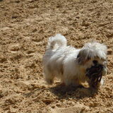 Lieverdje!
