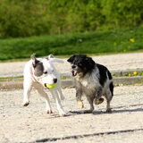 hier met die bal