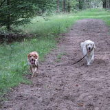 Samen met me maatje aan de wandel..