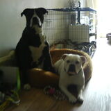 Foto van Melissa---Rocco&Lady
