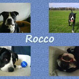 Foto van Melissa---Rocco&Lady