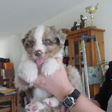 Dit wordt mijn puppy, ik mag hem 29 april ophalen.