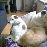 Foto van Jack en Dais