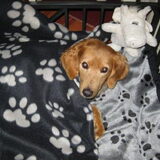 dit is onze blinde Bella, nu ongeveer 10 jaar en heeft kanker. Helaas…