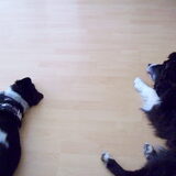 Gekke Andor en oppashond Tommie